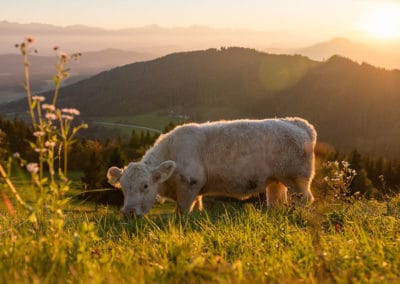 kuh-weide-aussicht