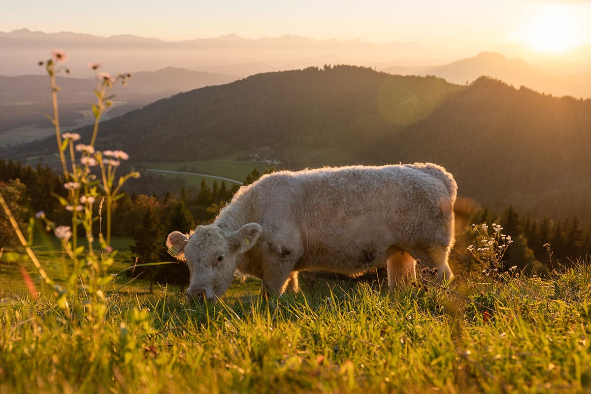 kuh-weide-aussicht